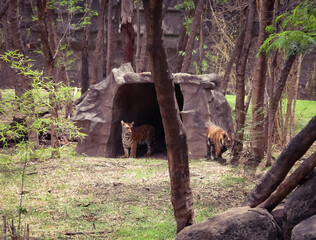 Royal Bengal tigers coming out of their den at Rajiv Gandhi Zoological Park. Tiger and tigress...