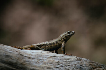 lizard on a wooden trunk