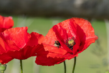  bumblebee flies from one red poppy blossom to another