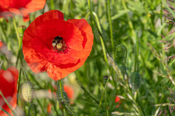  bumblebee flies from one red poppy blossom to another