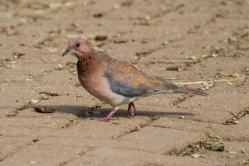 Laughing Dove (Spilopelia senegalensis) closeup walking on the ground in Kruger, South Africa with bokeh