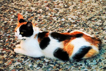 Cute cat close up, Skiathos island, Greece.