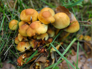 inedible mushrooms in the forest litter
