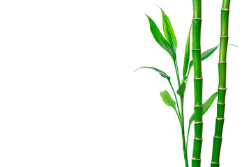 Fototapeta na wymiar Green bamboo stems and leaves on white background. Banner with copy space