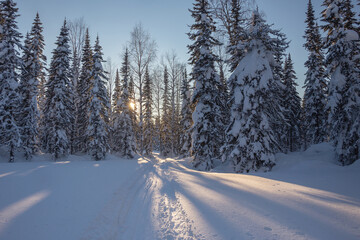 Obraz premium the sun's rays break through the fir trees and fall on the cross country ski track
