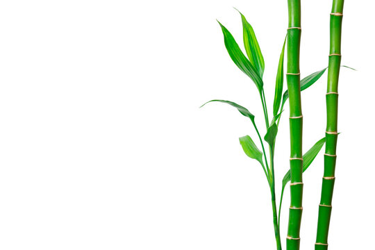 Green bamboo stems and leaves on white background. Banner with copy space