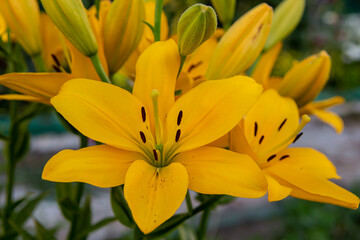 Obraz na płótnie Canvas Lily Yellow County orange Asian hybrid blooming in the garden