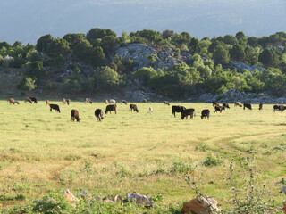 Herd of cows in a green field, a landscape with cows 