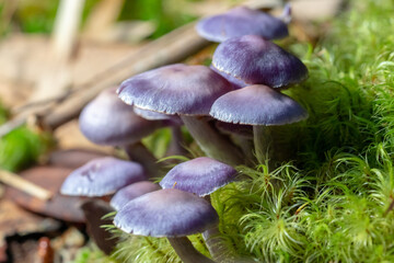 Close up to the beautiful purple mushroom in the forest of boreno sabah..