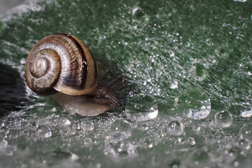 House on the back of a snail