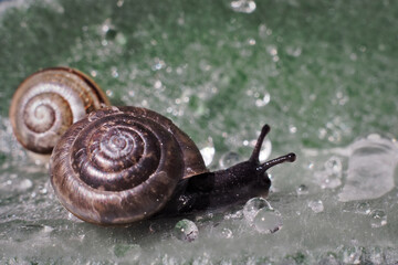 Two snails on leaf with water drop