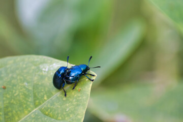 Leaf Beetles Mating