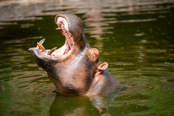 hippopotamus in water