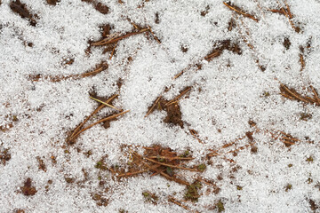 The first snow lies on the ground. Old needles lie in the snow. The concept of changing seasons. Early winter.