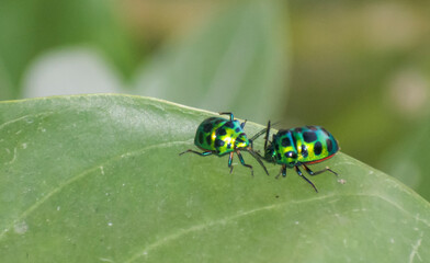 Leaf Beetles Mating