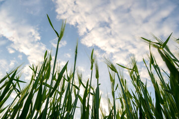 Obraz premium Close up of green wheat heads growing in agricultural field in spring.