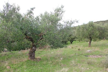 Olive grove in Messinia, Greece.