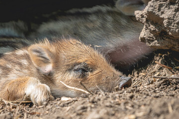 little piglet sleeping