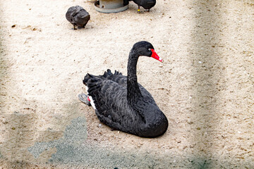 Black swan rests in it's compound