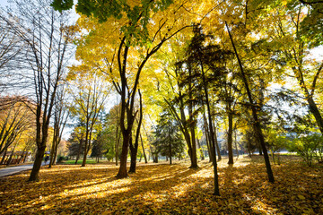 Obraz premium Trees with fallen yellow leaves in autumn park.