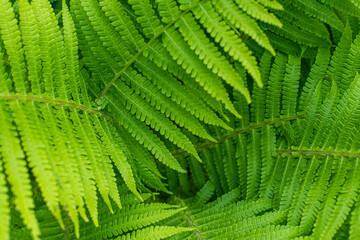 Natural fern textured pattern. Beautiful background made with young green fern leaves. Beautiful ferns leaves green foliage. Natural floral fern background in sunlight.