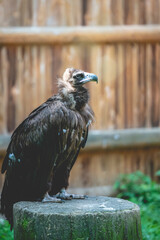 eagle in the zoo