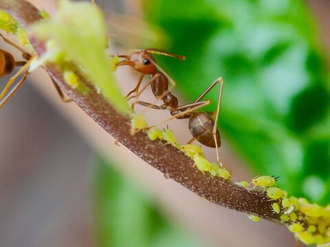 ant on a leaf