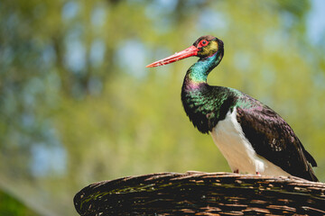 black stork in the grass