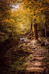Beautiful natural stone stairs in the forest with orange and yellow tones typical of autumn.