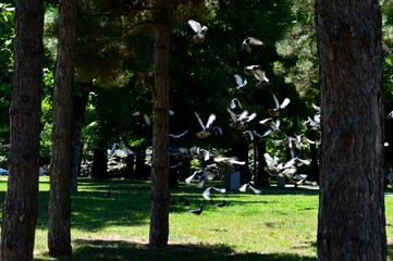 lots of pigeons in flight in the park