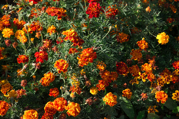 Autumn Flowers of calendula orange. Texture of flowers flooded with sunbeams.