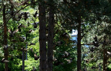 lots of pigeons in flight in the park