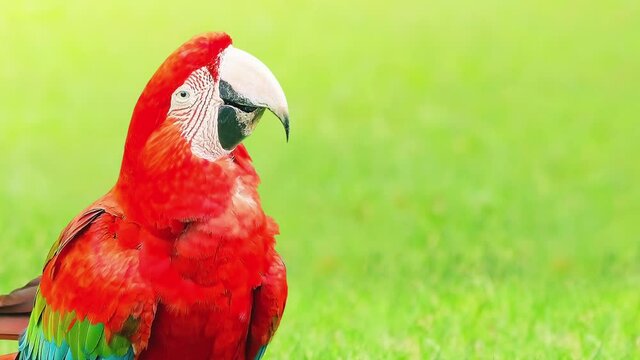 Happy macaw dancing and shaking his head. Red bird on a nature background, with space for text. Looping animation.