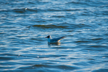 A seagull swims on the sea. Photographed close-up.
