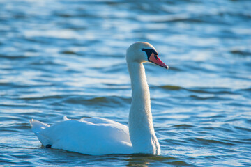 A white lone swan swims in the sea. Photographed close-up.