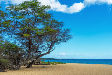 Fototapeta na wymiar Big Beach with sand and trees in Maui, Hawaii