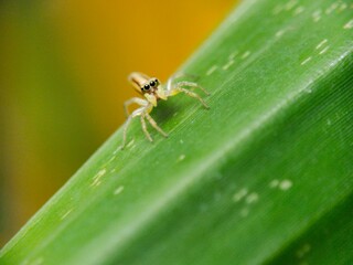 Spider jumping on green leaves