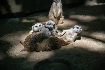 Group of meerkats flocking together