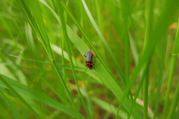 Cantharides sitting in the green grass