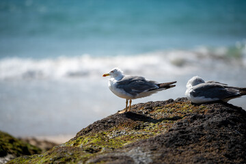 seagull on the ocean beach