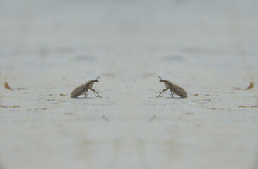 two bugs cross the road to meet each other