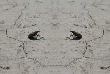 two bugs cross the road to meet each other