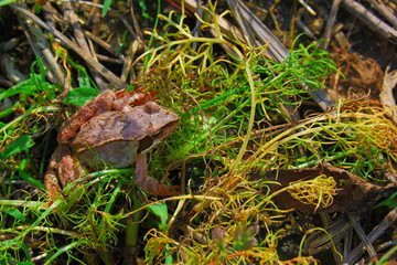 an earth frog sitting in the green grass