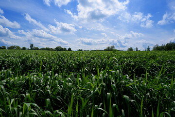 a sown field against a blue sky