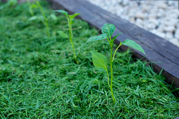 Mulching the topsoil on a vegetable bed with mowed grass from the lawn. production of biohumus organic fertilizer. Earth erosion.