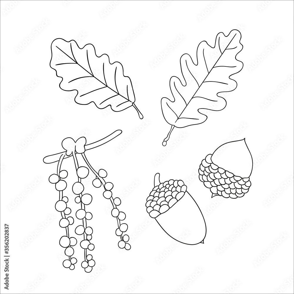 Canvas Prints vector set of line oak tree elements isolated on white background. botanical illustration of oak lea