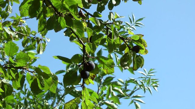 Damson plums on tree. 