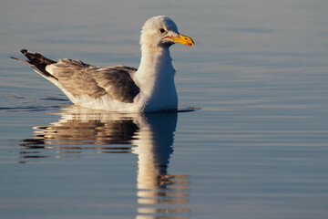 Seagull