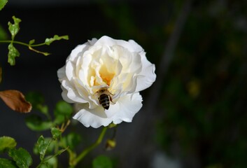 Obraz na płótnie Canvas bee on a white rose