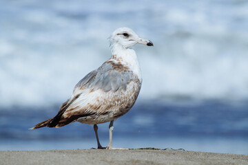 Seagull